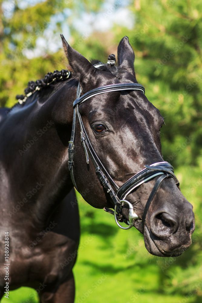Close-up of stallion with mane against greenery in spring Close-up of stallion with mane against greenery in spring