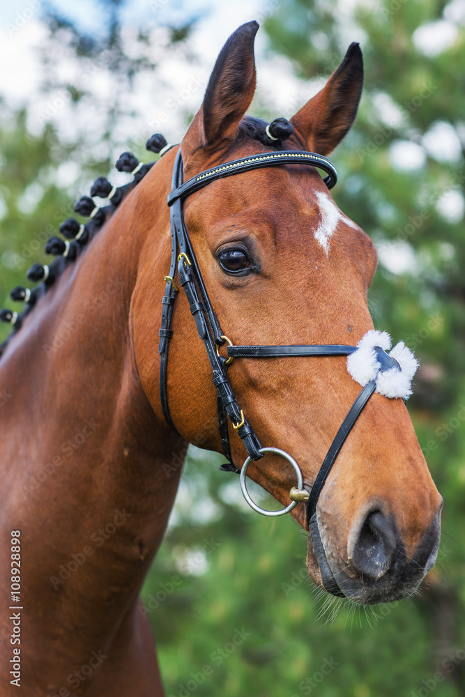 Portrait of beautiful red horse in summer Portrait of beautiful red horse in summer