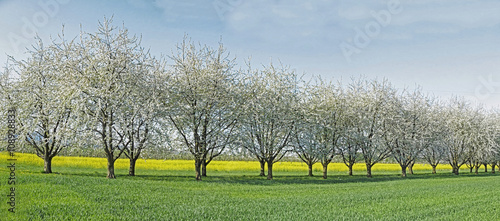 bluehende Kirschbaeume vor einem gelben Rapsfeld photo