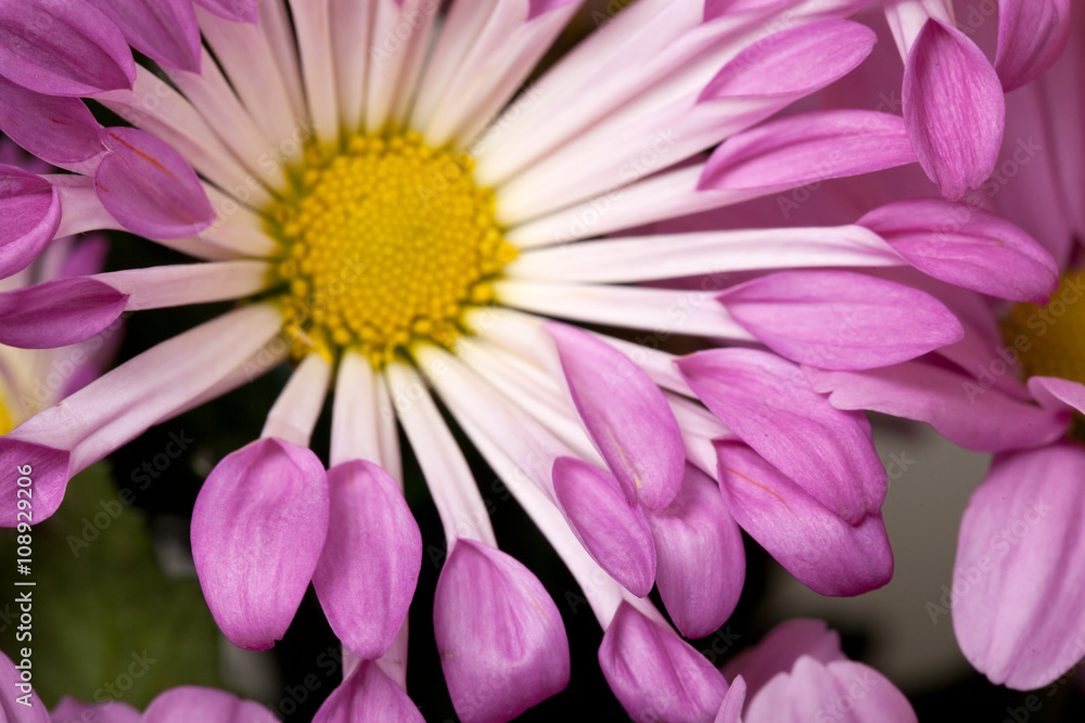 Obraz premium chrysanthemum closeup