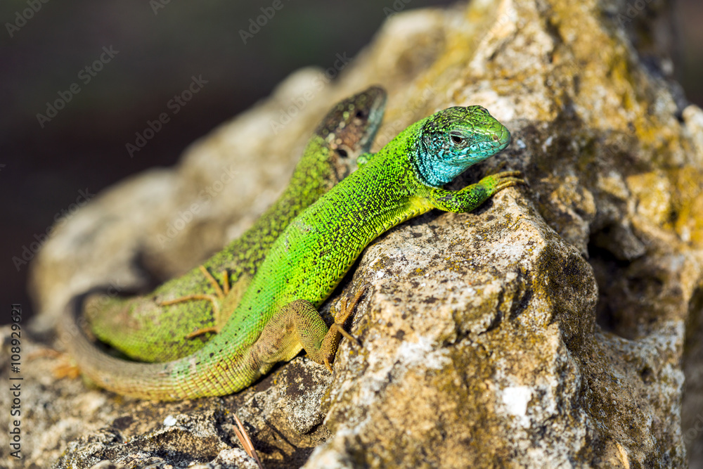 Two green emerald glossy geckos lizards on a rock 