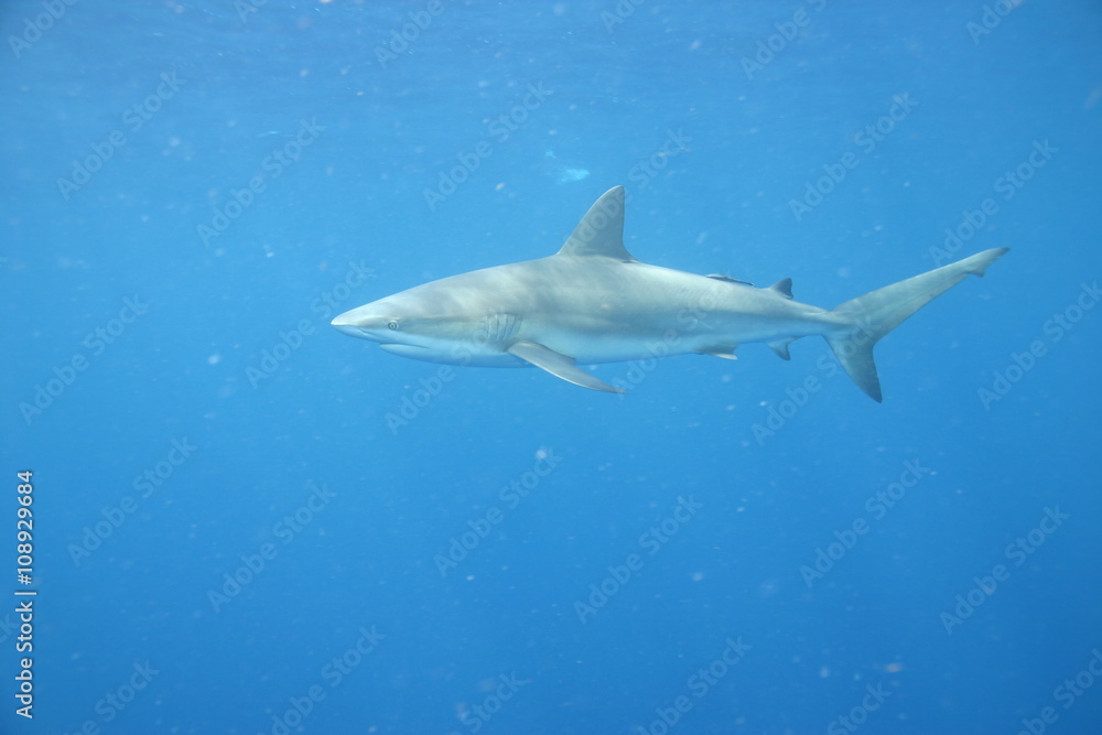 Fototapeta premium White Shark underwater Cuba caribbean sea