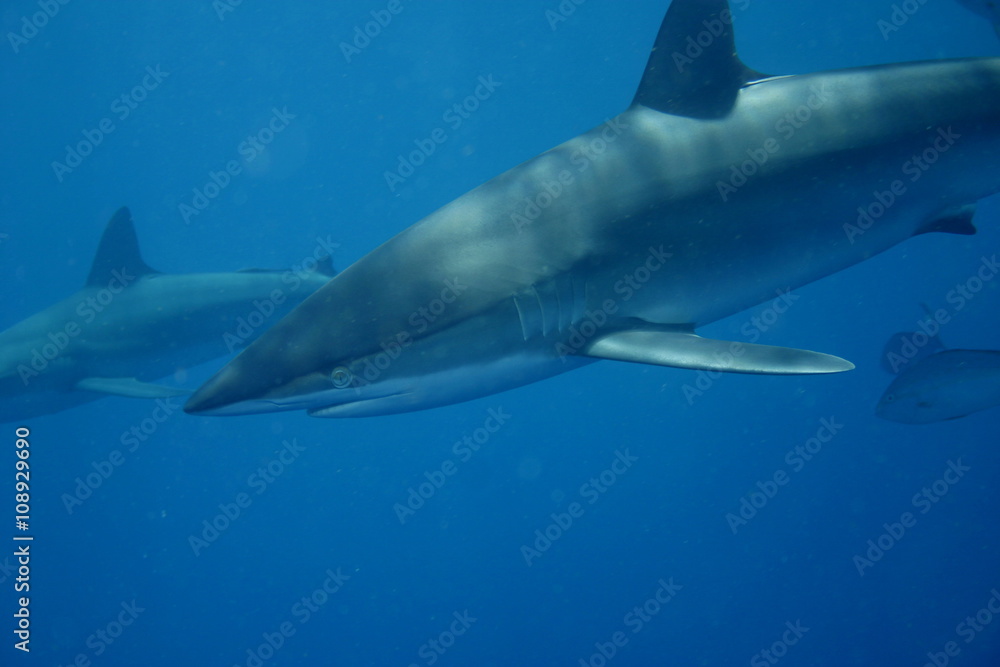 Fototapeta premium White Shark underwater Cuba caribbean sea