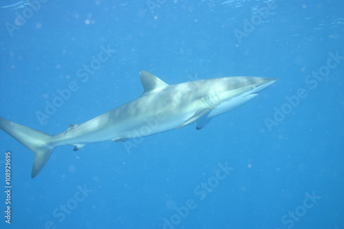 White Shark underwater Cuba caribbean sea