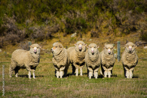 Group of sheep 