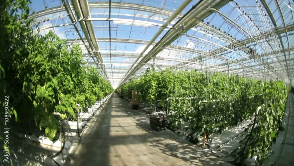 Green peppers in the greenhouse. Green peppers in the greenhouse.