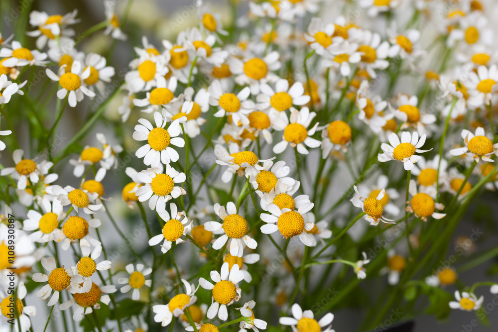 chamomile chamomile
