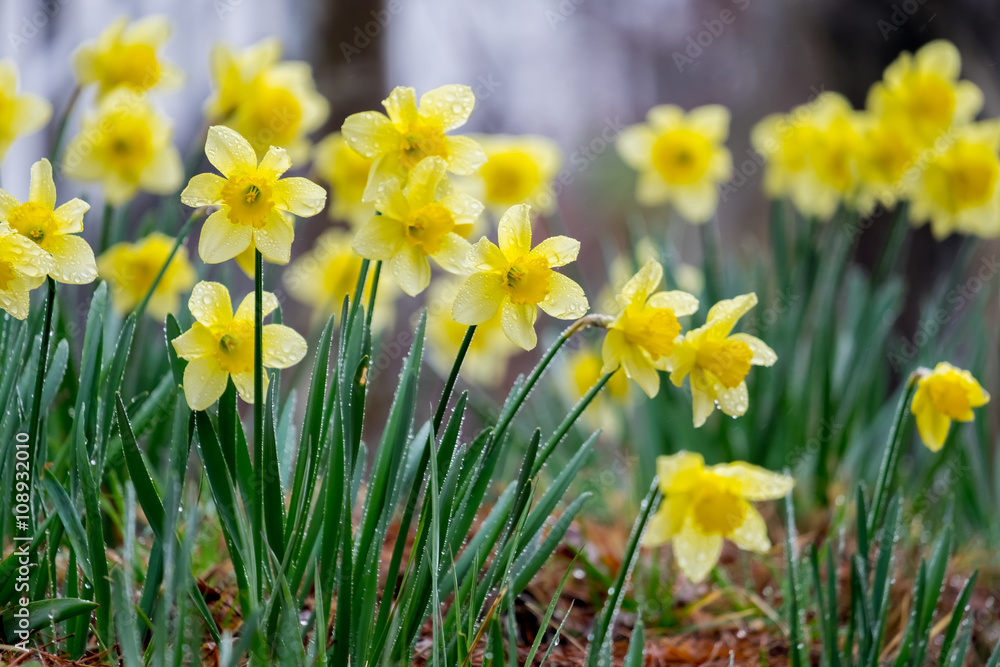 Daffodil yellow flower full bloom in spring season. Daffodil yellow flower full bloom in spring season.