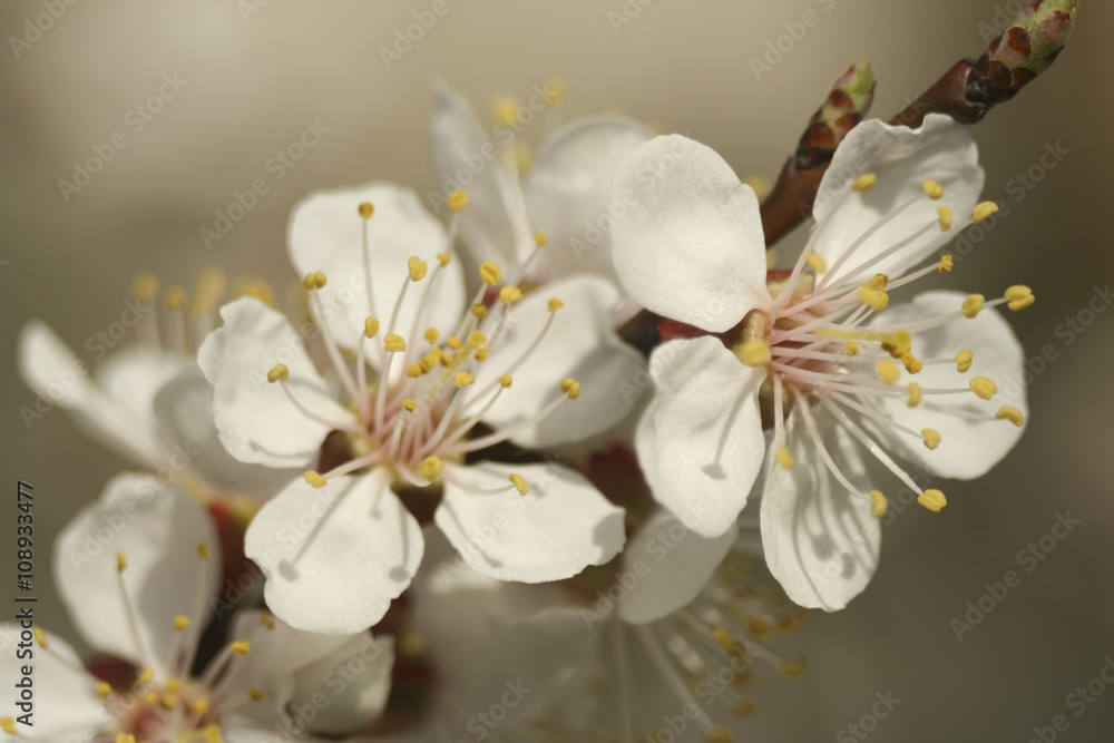 apricot flowers