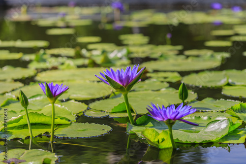 beautiful lotus flower close up