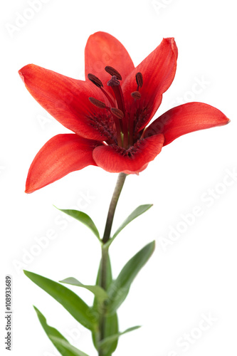 red lily photo