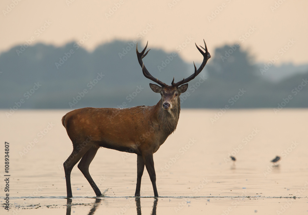 Male of red deer standing in the water, clean background, Poland, Europe Male of red deer standing in the water, clean background, Poland, Europe