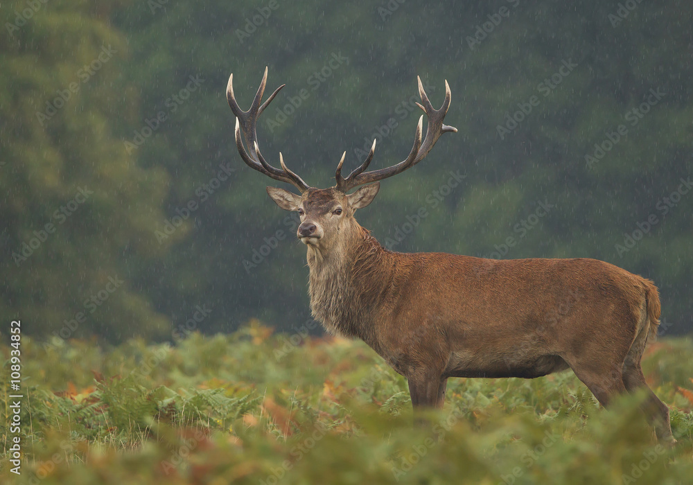 Male of red deer standing in high fern, rainy day, clean background, UK, Europe Male of red deer standing in high fern, rainy day, clean background, UK, Europe