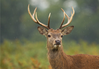 Deken met foto Hert Jong edelhert in hoge varens regenachtige dag  © mzphoto11