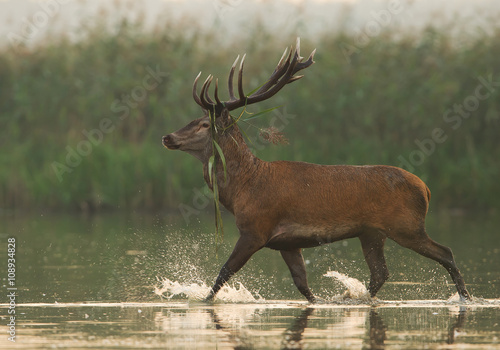 Male of red deer walking in the water, clean background, Poland, Europe