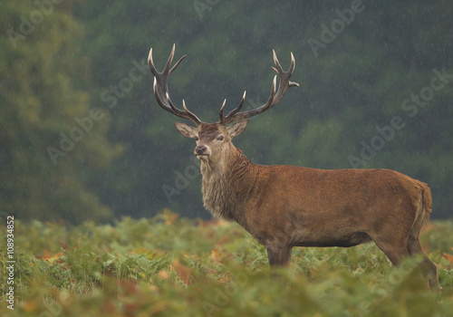 Male of red deer standing in high fern  rainy day  clean background  UK  Europe