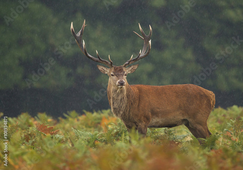 Male of red deer standing in high fern, rainy day, clean background, UK, Europe