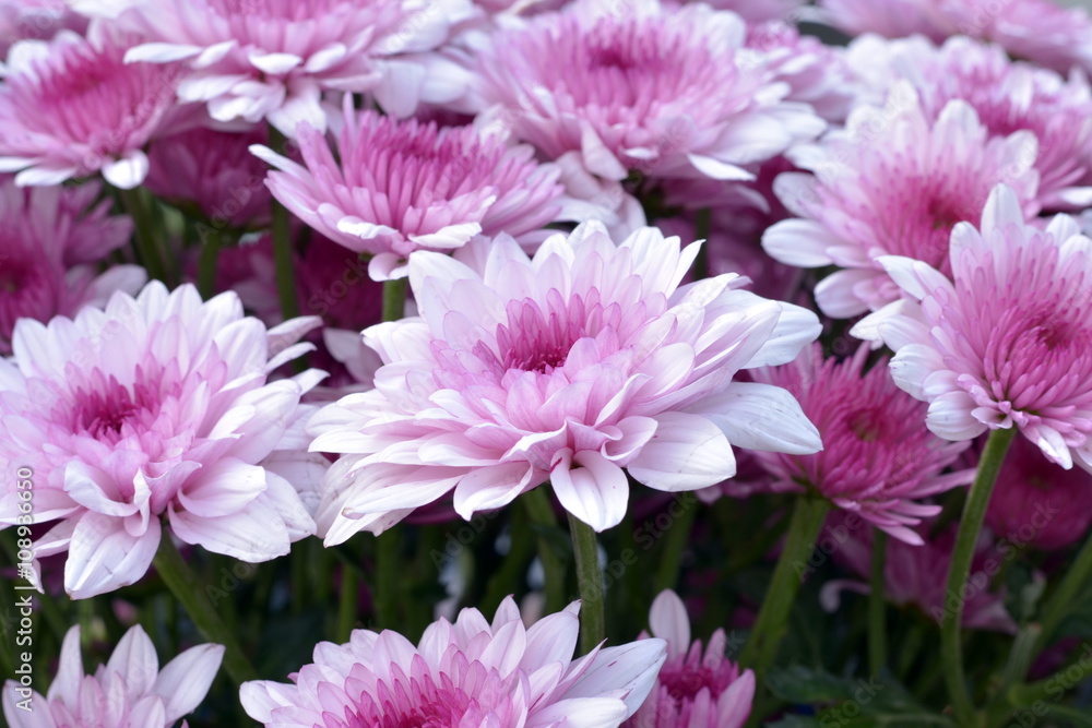 Beautiful flowers in morning day Beautiful flowers in morning day