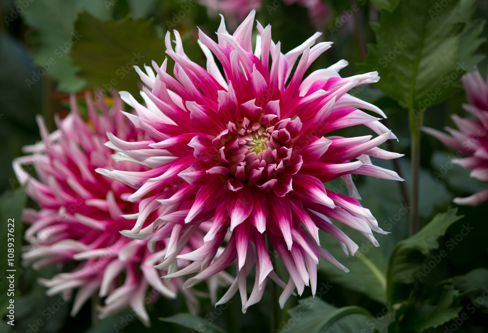 Beautiful purple pink and white colored dahlia flower in a green natural environment Beautiful purple pink and white colored dahlia flower in a green natural environment