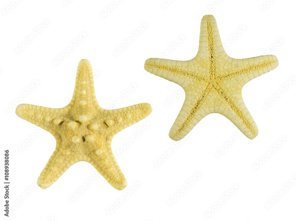 yellow starfish isolated on white background view from above yellow starfish isolated on white background view from above