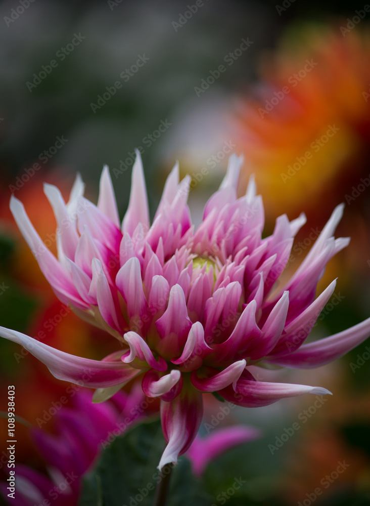 Closeup of a purple pink and white colored dahlia flower in a green natural environment