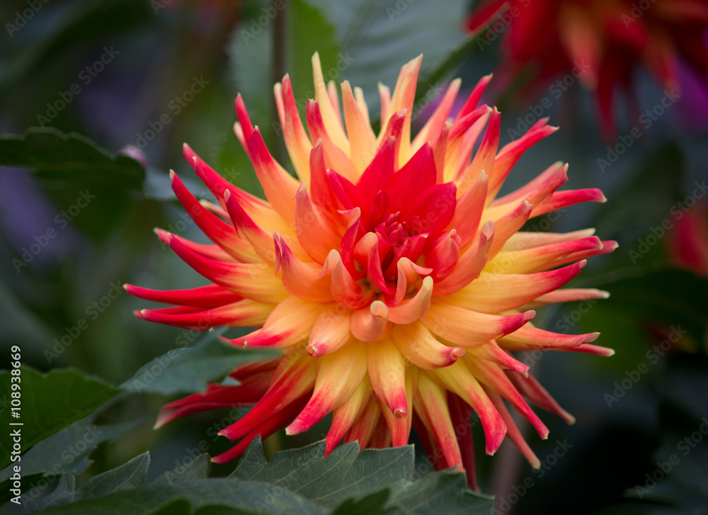 Closeup of a yellow red colored dahlia flower in a green natural environment Closeup of a yellow red colored dahlia flower in a green natural environment