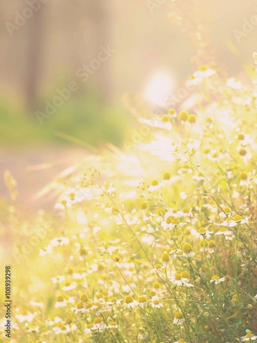 Soft focus of wild camomile sunny lit meadow