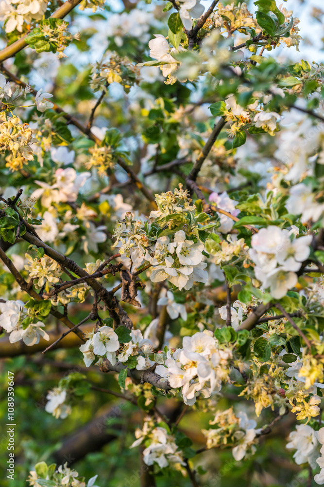 Obraz premium Spring blossom: branch of a blossoming apple tree on garden background