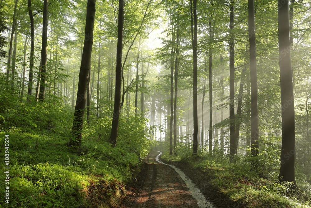 Fototapeta premium Path through spring beech forest after rainfall
