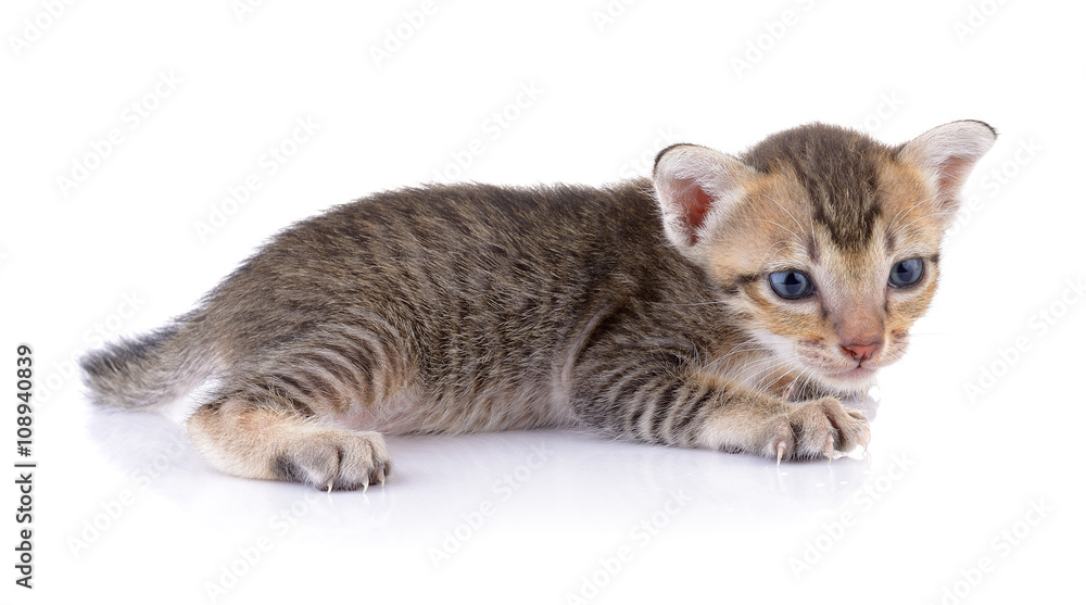 kittens on white backgrounds kittens on white backgrounds
