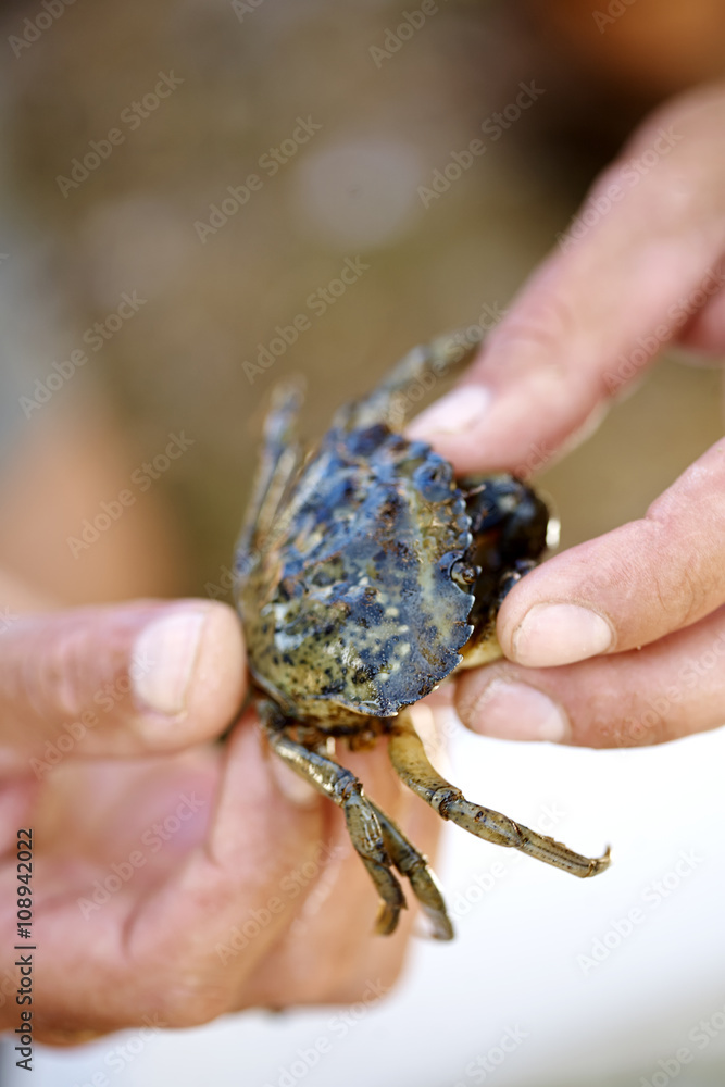 Hands holding crab Hands holding crab