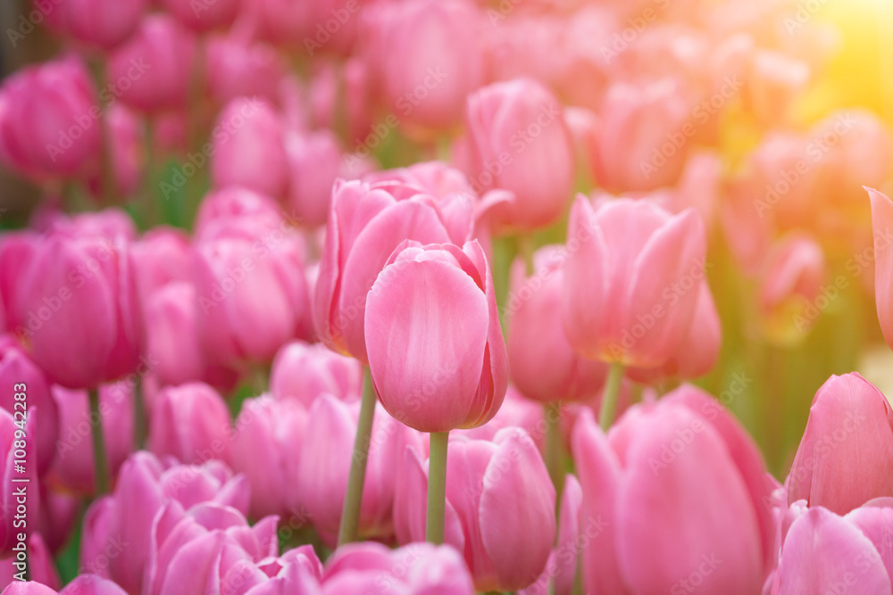 Tulips