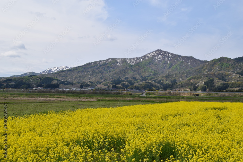 菜の花／満開の菜の花を撮影した、春イメージの写真です。