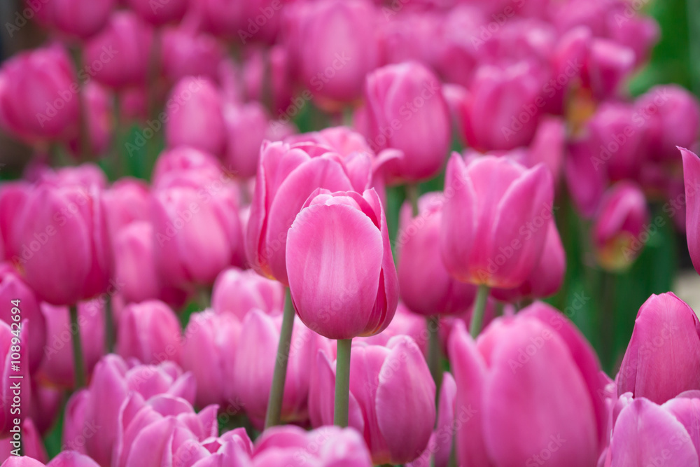 Obraz premium Tulipany