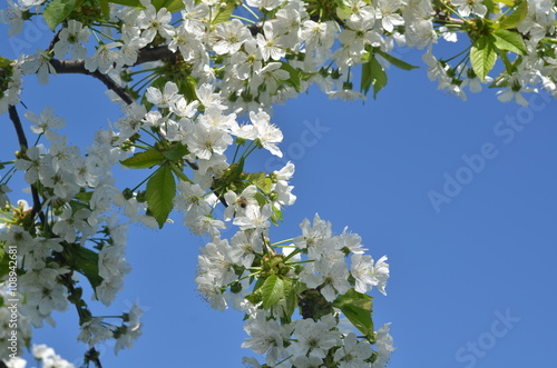 spring flowers of cherry