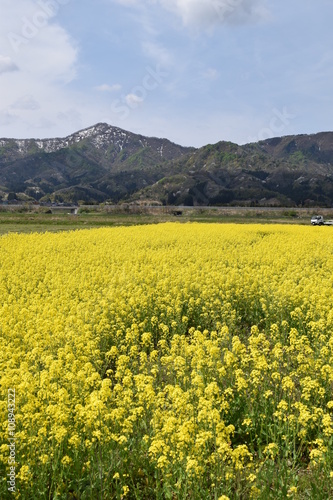 菜の花／満開の菜の花を撮影した、春イメージの写真です。