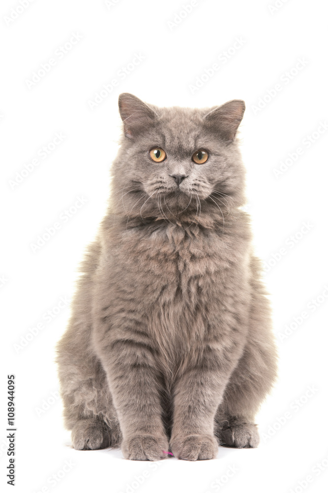 Pretty sitting british longhair cat looking straight in the camera isolated on a white background