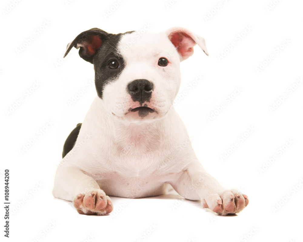 Cute black and white pit bull terrier puppy dog lying on the floor facing the camera isolated on a white background