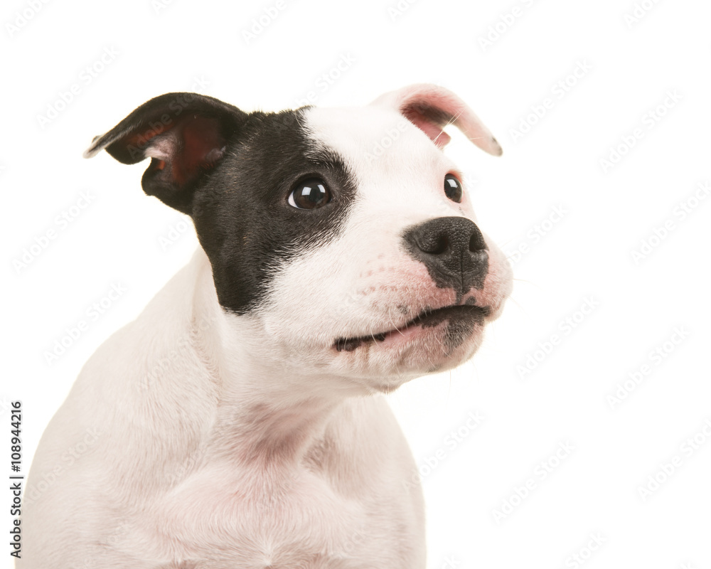 Cute and funny black and white pit bull terrier puppy dog portrait looking to the right