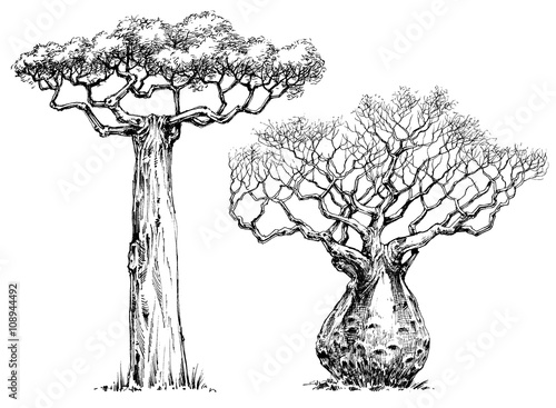 Fényképezés African iconic tree, baobab tree