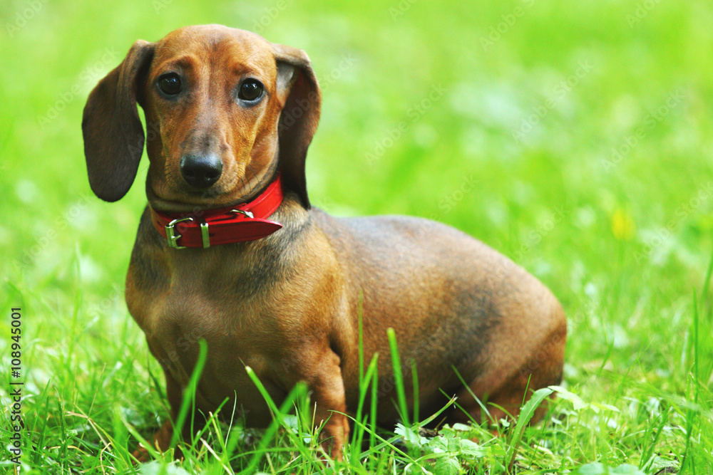 Dachshund on grass