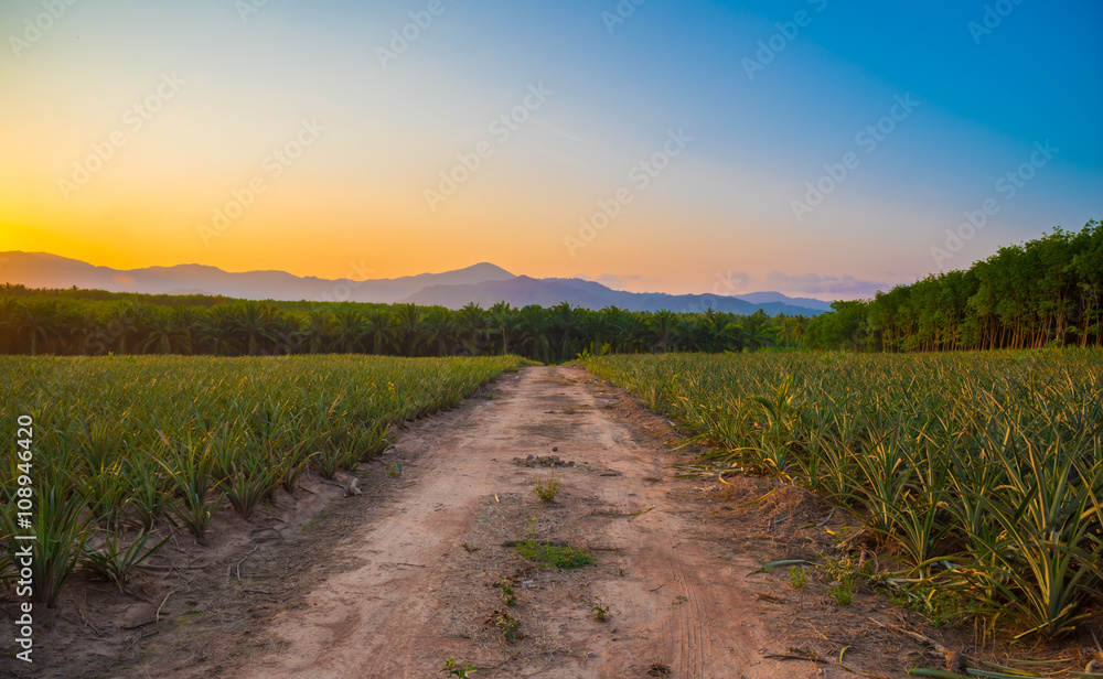 Pineapple field with mountain in sunset time.