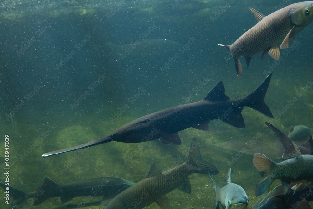 Fototapeta premium American paddlefish (Polyodon spathula).