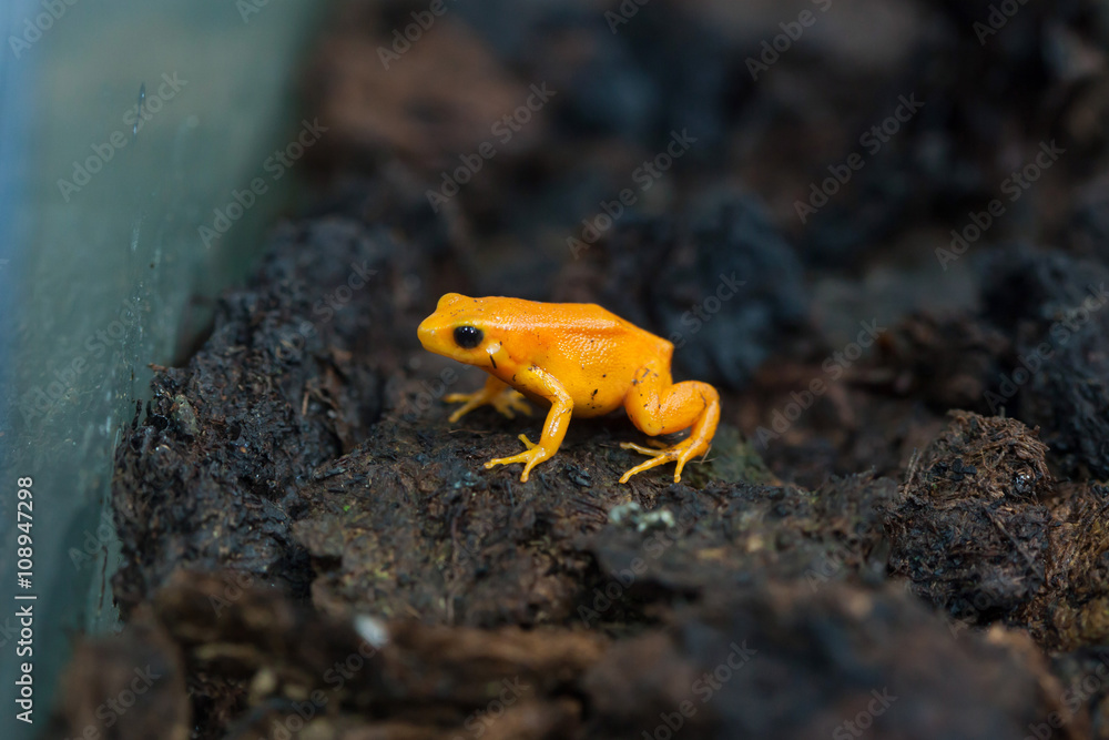 Obraz premium Golden mantella (Mantella aurantiaca).