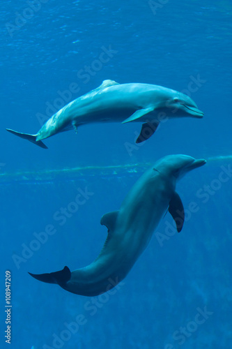 Common bottlenose dolphin  Tursiops truncatus .