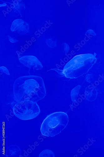Moon jellyfish (Aurelia aurita). © Vladimir Wrangel
