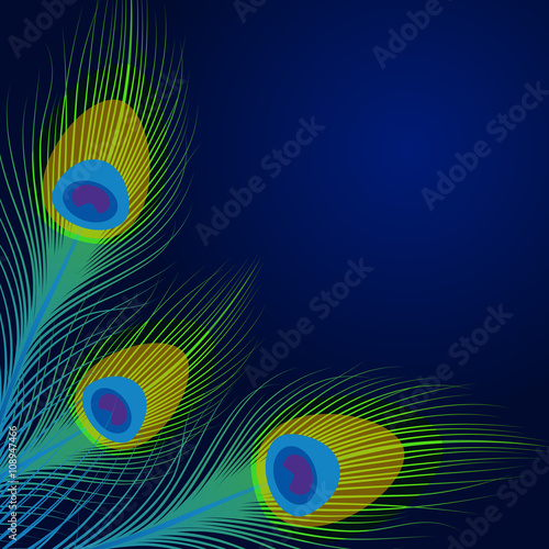 Vector peacock feathers on blue background.