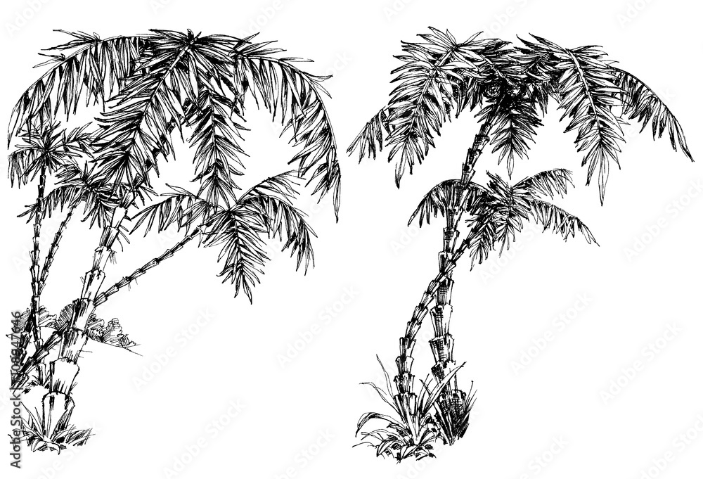 Obraz premium Palm trees isolated