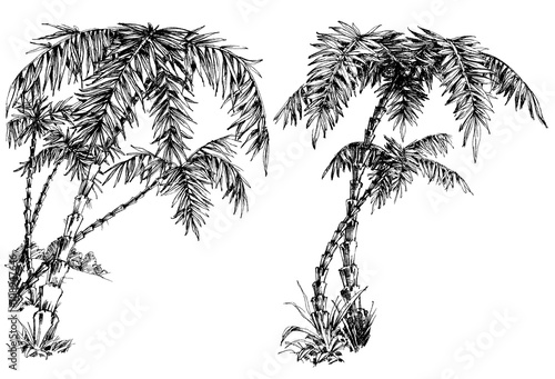 Palm trees isolated