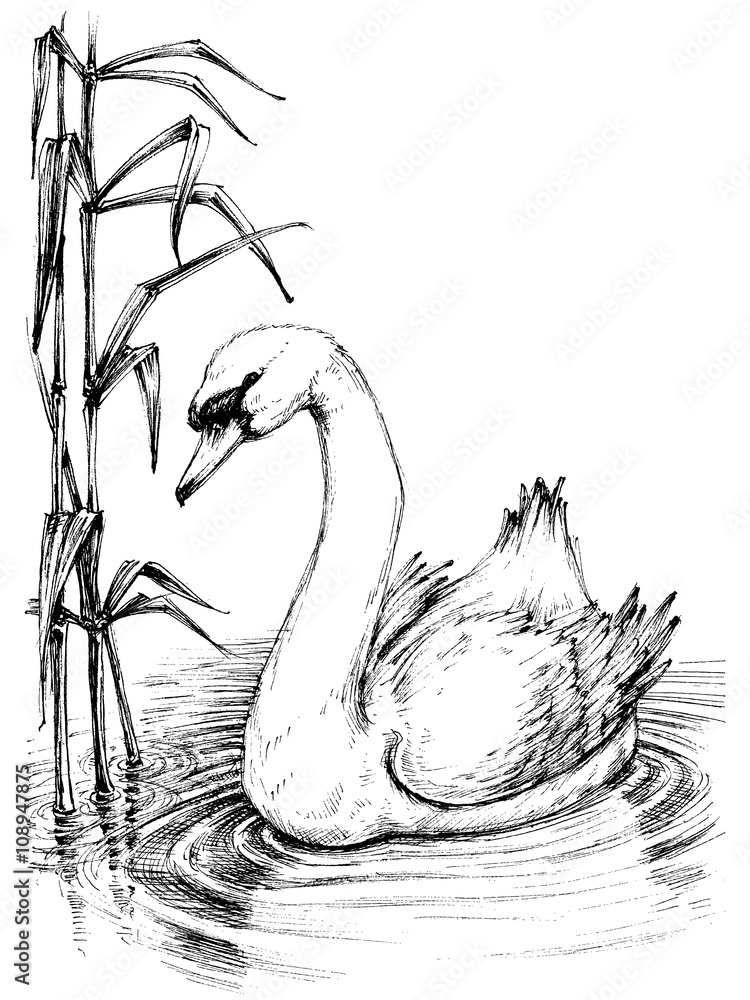 Fototapeta premium Swan on lake sketch